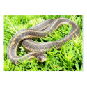 Blue Eyed Snake ~ ATC business cards
