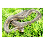 Blue Eyed Snake ~ ATC business cards