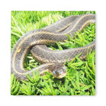 Blue Eyed Snake ~ magnet