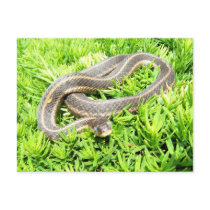 Blue eyed snake ~ postcard