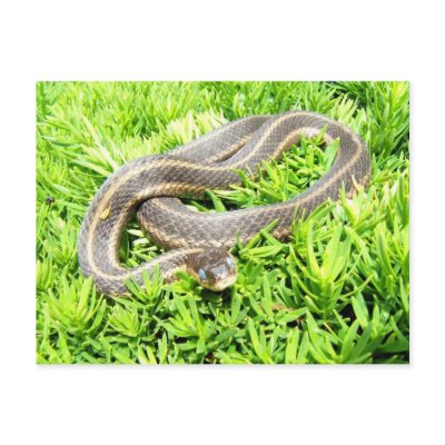 Blue eyed snake ~ postcard by Andy2302