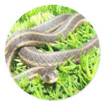 Blue Eyed Snake ~ sticker