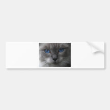 Blue Eyes Bumper Sticker