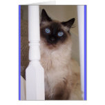 Blue Eyes Card