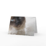 Blue Eye's Kitty Greeting Cards