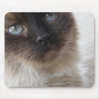 Blue Eye's Kitty Mousepad by KELLBELL535