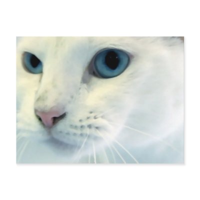 Blue Eyes Postcards by okcshelter