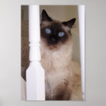 Blue Eyes posters