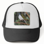 Blue Faced Honeyeater 9Y209D-251 hats
