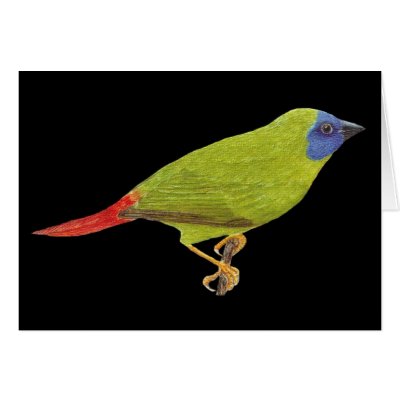 Blue-faced Parrot Finch - Erythrura trichroa Greeting Card by LisasLair