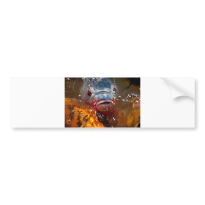 blue fish bumper sticker by Kachoozie