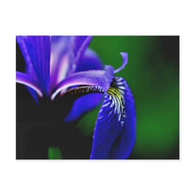 Blue Flag Iris Flower Photography Postcard by SmilinEyesTreasures