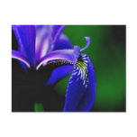 Blue Flag Iris Flower Photography Postcard