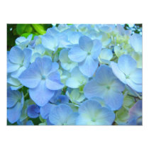 Blue Floral Hydrangeas Flowers art prints Photo