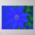 Blue Flower Urchin Print