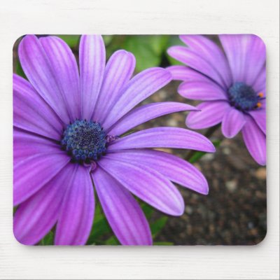 Blue Flowers Mouspad  Daisy Computer Gifts Mousepad by artist_kim_hunter
