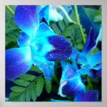 blue flowers Nature Poster
