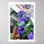 Blue flowers on terras poster