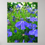 blue flowers posters