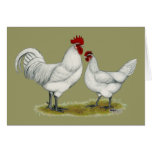 Blue Foot Chickens Greeting Card
