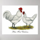 Blue Foot Chickens Posters