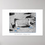 Blue Footed Birds - Galapagos Photo Art Print