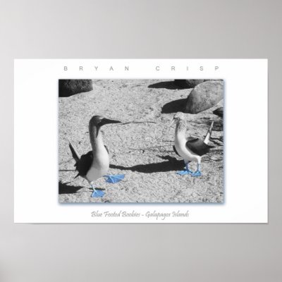 Blue Footed Birds - Galapagos Photo Art Print by jesterbryanc