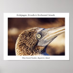 Blue-footed boobie, a "bird's eye" view posters