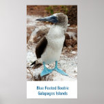 Blue Footed Boobie, Galapagos Islands posters
