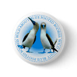 Blue Footed Boobies