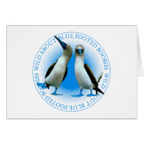 Blue Footed Boobies