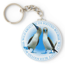 Blue Footed Boobies