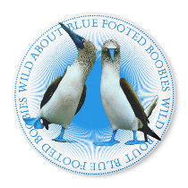 Blue Footed Boobies