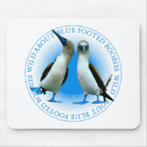 Blue Footed Boobies