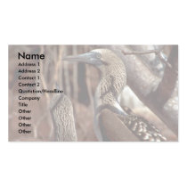 Blue-footed boobies, North Seymour Island Business Card Template