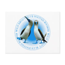 Blue Footed Boobies