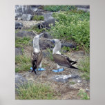 Blue-footed Boobies Poster