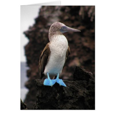 Blue-footed Booby Card by ChuckLund