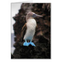 Blue-footed Booby cards