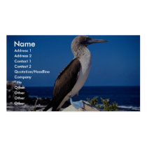Blue-footed booby, Espaniola Island, Galapagos Business Cards