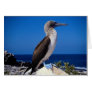 Blue-footed booby, Espaniola Island, Galapagos Greeting Cards