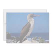 Blue-footed booby, Espaniola Island, Galapagos Invite