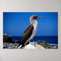 Blue-footed booby, Espaniola Island, Galapagos Print