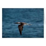 Blue-Footed Booby In Flight Greeting Cards