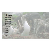 Blue-Footed Booby, Mated Pair Business Cards