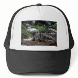 Blue-Footed Booby, Mating Trucker Hats