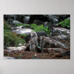 Blue-Footed Booby, Mating Posters