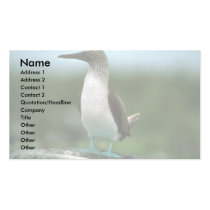 Blue-Footed Booby On Rock Business Card Template
