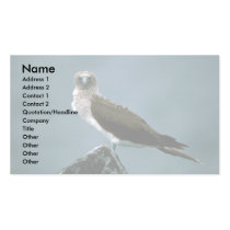Blue-Footed Booby On Rock Business Card Template