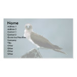 Blue-Footed Booby On Rock Business Card Template